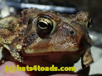 /home//u458753944/public_html/sourcegallery///////////////////////Roxborough Toad Detour/2013-2019/2017/P4050673.JPG